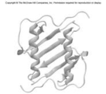 <strong>What two types of secondary structure are depicted in the ribbon diagram of the protein shown below? </strong> A)β-spirals and α-turns B)double stranded helices and β-arrays C)random coils and β-arrays D)α-helices and β-pleated sheets E)α-spirals and β-turns