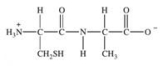 <strong>Which of the following properly represents the dipeptide with the primary structure Ala-Cys?</strong> A) B) C) D) E)