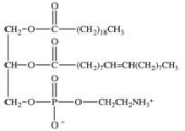 <strong>The structure of a phosphoglyceride is shown below.Phosphoglycerides can interact with both water and other lipids, and are therefore well suited for their role in the lipid bilayer of cell membranes.Which of the following best explains this behavior? </strong> A)Phosphoglycerides contain a phosphate diester. B)Phosphoglycerides contain both hydrophobic and hydrophilic regions. C)Phosphoglycerides contain saturated fatty acids as well as unsaturated fatty acids. D)Phosphoglycerides contain both single bonds and double bonds between carbons. E)Phosphoglycerides contain omega-3 and omega-6 fatty acids.