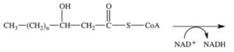 <strong>The fourth reaction in β-oxidation of fatty acids is shown below and involves the oxidation of the β-carbon.What is the product of this reaction? </strong> A) B) C) D) E)