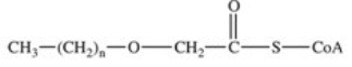 <strong>The fourth reaction in β-oxidation of fatty acids is shown below and involves the oxidation of the β-carbon.What is the product of this reaction? </strong> A) B) C) D) E)