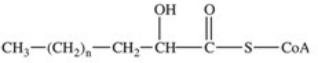 <strong>The third reaction in β-oxidation of fatty acids is shown below,and involves hydration of the double bond.What is the product of this reaction? </strong> A) B) C) D) E)