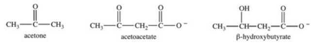 <strong>The ketone bodies β-hydroxybutyrate,acetone,and acetoacetate are shown below.Which ketone bodies are responsible for the condition known as ketoacidosis? </strong> A)acetone B)acetoacetate C)β-hydroxybutyrate D)acetoacetate and β-hydroxybutyrate E)All three ketone bodies are responsible for ketoacidosis.
