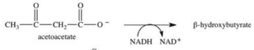 <strong>When the ketone body acetoacetate undergoes reduction of the ketone carbonyl group,β-hydroxybutyrate,another ketone body,is formed.What is the structure of β-hydroxybutyrate? </strong> A) B) C) D) E)