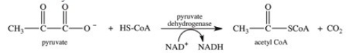 <strong>In what way is the reaction shown a key one in carbohydrate catabolism? </strong> A)The reaction allows pyruvate to enter the citric acid cycle where it can be completely oxidized to CO<sub>2</sub>. B)The reaction represents the final step in aerobic respiration. C)The reaction is the only NADH producing reaction in the citric acid cycle. D)The reaction is the only decarboxylation reaction in the citric acid cycle. E)The reaction represents the only energy-producing reaction of the citric acid cycle.