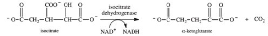 <strong>What molecule acts as a positive allosteric effector of the conversion of isocitrate to α-ketoglutarate in the citric acid cycle? </strong> A)NADH B)ATP C)ADP D)CO<sub>2</sub> E)O<sub>2</sub> <sub