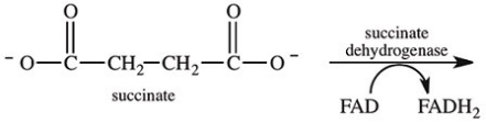 <strong>Step 6 in the citric acid cycle involves the dehydrogenation of succinate.What is the product of this reaction? </strong> A) B) C) D)