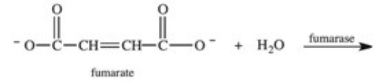 <strong>The enzyme fumarase catalyzes the hydration of fumarate in step 7 of the citric acid cycle.What is the product of this reaction? </strong> A) B) C) D) E)HOCH<sub>2</sub>CH<sub>2</sub>OH
