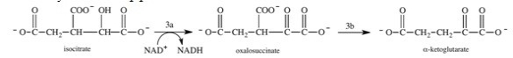 <strong>The conversion of isocitrate to α-ketoglutarate in step 3 of the citric acid cycle actually occurs by the two-step process shown below.What is true about step 3a? </strong> A)The reaction is a decarboxylation reaction. B)The reaction is an oxidation reaction. C)The reaction is a dehydration reaction. D)The reaction is an alkene addition reaction. E)The reaction is a hydrolysis reaction.