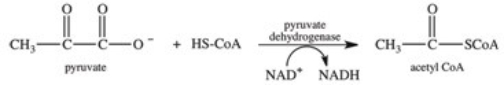 <strong>Which of the following compounds in high concentration inhibits the pyruvate dehydrogenase complex,the enzyme responsible for the reaction shown below? </strong> A)acetyl CoA B)pyruvate C)ADP D)NAD<sup>+</sup> E)FAD