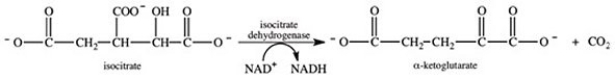 <strong>Which of the following compounds is a positive effector of the allosteric enzyme isocitrate dehydrogenase? </strong> A)ATP B)FAD C)GTP D)ADP E)NADH
