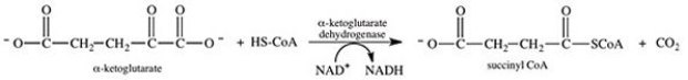 <strong>Which of the following substances,when present in high concentrations,inhibits the α-ketoglutarate dehydrogenase complex? </strong> A)succinyl CoA B)NAD<sup>+</sup> C)FAD D)P<sub>i</sub> E)AMP