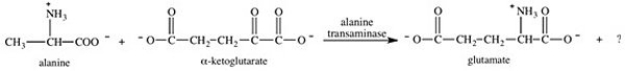 <strong>In addition to glutamate,what other compound is produced in the transamination reaction in which alanine and α-ketoglutarate react? </strong> A)CH<sub>3</sub>CH<sub>2</sub>COO<sup>−</sup> B)CO<sub>2</sub> C) D) E)