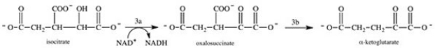 <strong>The conversion of isocitrate to α-ketoglutarate in step 3 of the citric acid cycle actually occurs by the two-step process shown below.What is true about step 3b? </strong> A)The reaction is a decarboxylation reaction. B)The reaction is a hydration reaction. C)The reaction is a dehydration reaction. D)The reaction is an alkene addition reaction. E)The reaction is a hydrolysis reaction.