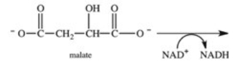 <strong>Oxaloacetate is the starting material in the first step of the citric acid cycle and the product of the last step.The last step of the citric acid cycle,the oxidation of malate,is shown below.What is the structure of the oxaloacetate product? </strong> A) B) C) D) E)