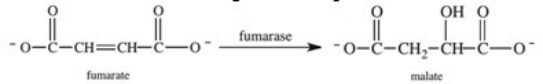 <strong>Step 7 of the citric acid cycle is shown below.Which of the following correctly describes what is occurring in this step? </strong> A)Fumarate undergoes hydrolysis with the aid of the enzyme fumarase. B)Fumarate undergoes reduction with the aid of the cofactor fumarase. C)Fumarase supplies the hydrogens and electrons necessary for the hydrogenation of fumarate. D)Fumarate undergoes hydration with the aid of the enzyme fumarase. E)Fumarase is a coenzyme that catalyzes the hydrogenation of fumarate.