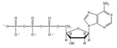 <strong>ATP is a ribonucleotide triphosphate.Which of the following correctly represents the structure of ATP?</strong> A) B) C) D) E)