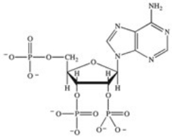 <strong>ATP is a ribonucleotide triphosphate.Which of the following correctly represents the structure of ATP?</strong> A) B) C) D) E)