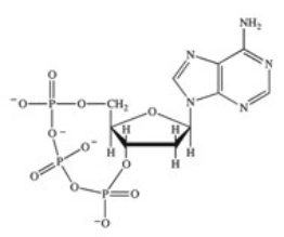 <strong>ATP is a ribonucleotide triphosphate.Which of the following correctly represents the structure of ATP?</strong> A) B) C) D) E)