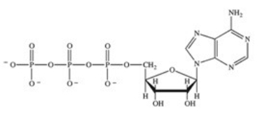 <strong>ATP is a ribonucleotide triphosphate.Which of the following correctly represents the structure of ATP?</strong> A) B) C) D) E)