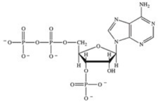 <strong>ATP is a ribonucleotide triphosphate.Which of the following correctly represents the structure of ATP?</strong> A) B) C) D) E)
