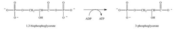 <strong>Step 7 in glycolysis is shown below.Which statement concerning this step is TRUE? </strong> A)Breaking the phosphoanhydride bond of ATP provides the energy necessary for the removal of a phosphate group from 1,3-bisphosphoglycerate. B)The hydrolysis of 1,3-bisphosphoglycerate provides the energy necessary for the phosphorylation of ADP. C)The energy required for the hydrolysis of 1,3-bisphosphoglycerate is stored in ADP. D)The hydrolysis of 1,3-bisphosphoglycerate provides the energy necessary for breaking the phosphoanhydride bond of ATP. E)The phosphorylation of 1,3-bisphosphoglycerate is driven by the phosphorylation of ADP.
