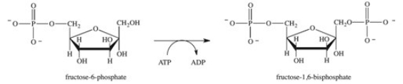 <strong>Step 3 in glycolysis is shown below.Which of the following statements concerning this process is true? </strong> A)Breaking the phosphoanhydride bond of ATP provides the phosphoryl group and the necessary energy for the formation of fructose-1,6-bisphosphate. B)The formation of fructose-1,6,-bisphosphate provides the necessary energy for breaking the phosphoanhydride bond of ATP. C)The energy released in the phosphorylation of fructose-6-phosphate is stored in ADP. D)The phosphorylation of fructose-6-phosphate is an exergonic reaction. E)The phosphorylation of ADP provides the energy necessary for the formation of fructose-1,6-bisphosphate.