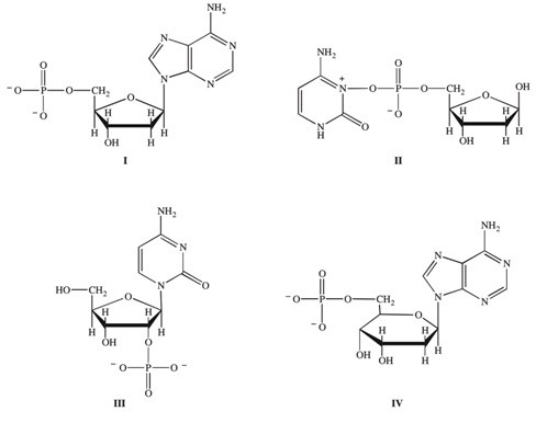 <strong>Nucleic acids are polymers of nucleotides.Which of the following correctly represents a nucleotide that may be found in nucleic acids? </strong> A)I B)II C)III D)I,II,and III E)I and IV