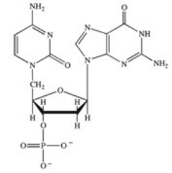 <strong>Which structure correctly represents the dinucleotide sequence GC that is found in DNA?</strong> A) B) C) D)