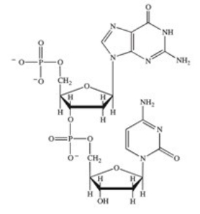 <strong>Which structure correctly represents the dinucleotide sequence GC that is found in DNA?</strong> A) B) C) D)
