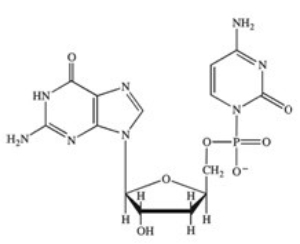 <strong>Which structure correctly represents the dinucleotide sequence GC that is found in DNA?</strong> A) B) C) D)