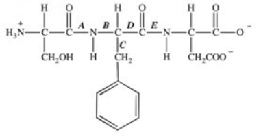 <strong>The protease enzyme chymotrypsin cleaves peptide bonds on the carbonyl side of aromatic amino acids.Which labeled bond in the peptide below would be cleaved by chymotrypsin? </strong> A)A B)B C)C D)D E)E
