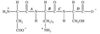 <strong>Trypsin is a protease enzyme that cleaves peptide bonds on the carbonyl side of basic amino acids.Which labeled bond(s)in the peptide below would be cleaved by trypsin? </strong> A)A B)B C)C D)D E)A,C,and D