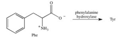 <strong>Phenylketonuria (PKU)is an inherited disease caused by the inability to produce a properly working form of the enzyme phenylalanine hydroxylase.This enzyme catalyzes the conversion of the amino acid phenylalanine to the amino acid tyrosine by adding a hydroxyl group to the para position on the ring.Based on this information,what is the structure of tyrosine (Tyr)? </strong> A) B) C) D) E)