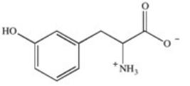 <strong>Phenylketonuria (PKU)is an inherited disease caused by the inability to produce a properly working form of the enzyme phenylalanine hydroxylase.This enzyme catalyzes the conversion of the amino acid phenylalanine to the amino acid tyrosine by adding a hydroxyl group to the para position on the ring.Based on this information,what is the structure of tyrosine (Tyr)? </strong> A) B) C) D) E)