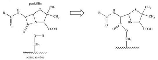 <strong>The penicillin class of antibiotics is inhibitors of an enzyme responsible for the formation of bacterial cell walls.The penicillin covalently binds to a serine residue in the active site of the enzyme,as depicted below.What type of bond is formed between the penicillin and the active site? </strong> A)hydrogen bond B)ionic bond C)glycosidic linkage D)ester bond E)acetal bond