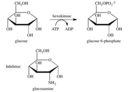 <strong>The enzyme hexokinase catalyzes the phosphorylation of glucose according to the reaction shown below.Glucosamine is a competitive inhibitor of hexokinase.Which of the following best describes the inhibition by glucosamine? </strong> A)Glucosamine stabilizes the active site of the enzyme,preventing glucose-6-phosphate from being released. B)Glucosamine reacts with glucose,preventing it from binding to the active site of the enzyme. C)Glucosamine binds to the active site of the enzyme,preventing glucose from binding. D)Glucosamine binds to the surface of the enzyme,causing a change in the shape of both the enzyme and the active site,preventing glucose from binding. E)Glucosamine reacts with glucose-6-phosphate,preventing it from being released from the active site.