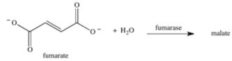 <strong>The enzyme fumarase is a lyase enzyme that catalyzes the hydration of fumarate to give malate.What is the structure of malate? </strong> A) B) C) D) E)