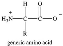 <strong>Amino acids are the building blocks of proteins.Which of the following statements concerning amino acids is FALSE?  </strong> A)There are 20 different amino acids that occur naturally in human proteins. B)The amino acids that make up human proteins are called essential amino acids. C)The amino acids present in human proteins are alpha amino acids. D)Except for glycine,where R=H,amino acids are chiral molecules. E)Amino acids are classified by the nature of the side chain R groups that are present. <div style=padding-top: 35px> 