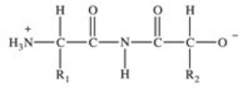 <strong>Proteins are long chains of amino acids joined together by peptide bonds.Which of the following properly depicts the peptide bond formed between two generic amino acids?</strong> A)   B)   C)   D)   E)   <div style=padding-top: 35px> 