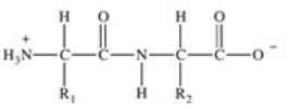 <strong>Proteins are long chains of amino acids joined together by peptide bonds.Which of the following properly depicts the peptide bond formed between two generic amino acids?</strong> A)   B)   C)   D)   E)   <div style=padding-top: 35px> 