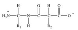 <strong>Proteins are long chains of amino acids joined together by peptide bonds.Which of the following properly depicts the peptide bond formed between two generic amino acids?</strong> A)   B)   C)   D)   E)   <div style=padding-top: 35px> 