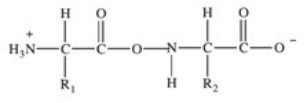 <strong>Proteins are long chains of amino acids joined together by peptide bonds.Which of the following properly depicts the peptide bond formed between two generic amino acids?</strong> A)   B)   C)   D)   E)   <div style=padding-top: 35px> 