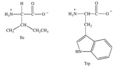 <strong>Which of the following best describes where the amino acids isoleucine and tryptophan are most likely to be found in the tertiary structure of a protein?  </strong> A)at the N-terminal end of the protein B)at the C-terminal end of the protein C)on the exterior surface of the folded protein where contact with water is greatest,due to their hydrophilic nature D)in the interior of the folded protein away from water,due to their hydrophobic nature E)in the hydrophilic interior of the protein due to their ability to form side chain hydrogen bonds with each other <div style=padding-top: 35px> 