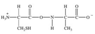 <strong>Which of the following properly represents the dipeptide with the primary structure Ala-Cys?</strong> A)   B)   C)   D)   E)   <div style=padding-top: 35px> 