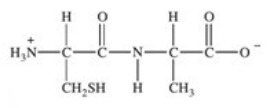<strong>Which of the following properly represents the dipeptide with the primary structure Ala-Cys?</strong> A)   B)   C)   D)   E)   <div style=padding-top: 35px> 
