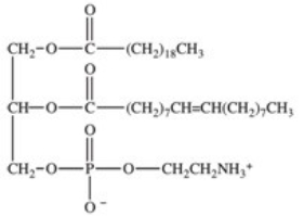 <strong>The structure of a phosphoglyceride is shown below.Phosphoglycerides can interact with both water and other lipids,and are therefore well suited for their role in the lipid bilayer of cell membranes.Which of the following best explains this behavior? </strong> A)Phosphoglycerides contain a phosphate diester. B)Phosphoglycerides contain both hydrophobic and hydrophilic regions. C)Phosphoglycerides contain saturated fatty acids as well as unsaturated fatty acids. D)Phosphoglycerides contain both single bonds and double bonds between carbons. E)Phosphoglycerides contain omega-3 and omega-6 fatty acids.