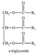 <strong>Dietary fats and oils are structurally both triglycerides,but fats are solids and oils are liquids at room temperature.Which of the following best describes the reason for their difference in physical state? </strong> A)Fats contain 3 identical fatty acid R groups and oils contain different R groups. B)Oils contain 3 identical fatty acid R groups and fats contain different R groups. C)Oils contain longer fatty acid R groups than fats do. D)Fats contain more hydroxyl groups in their fatty acid R groups than oils do. E)Oils contain a higher percentage of unsaturation in their fatty acid R groups than fats do.