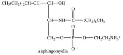 <strong>Sphingomyelins are a type of sphingolipid,cell membrane lipids that contain sphingosine,an 18-carbon amino alcohol,as the backbone of the structure.What type of bond joins the fatty acid portion of the sphingomyelin molecule to the sphingosine backbone? </strong> A)C=C bond B)amide bond C)ionic bond D)phosphodiester bond E)hydrogen bond
