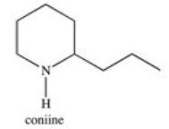 <strong>Socrates used coniine,an alkaloid extracted from the poison hemlock plant,to end his life.How is this nitrogen-containing compound best classified? </strong> A)cyclic amide B)primary amine,aromatic amine C)secondary amine,heterocyclic amine D)tertiary amine E)lactam